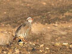 Perdrix gambra