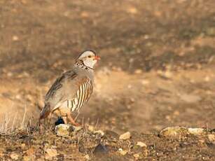 Perdrix gambra