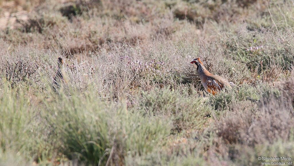 Red-legged Partridge