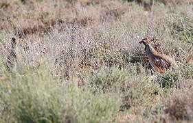 Red-legged Partridge