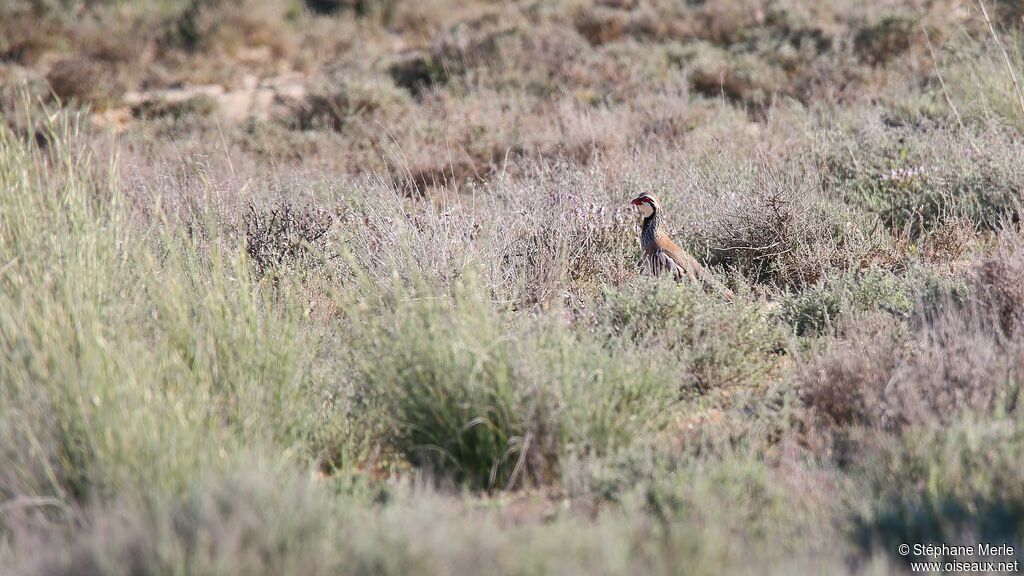 Red-legged Partridge