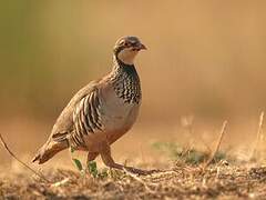 Red-legged Partridge