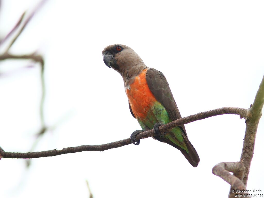 Red-bellied Parrot male adult