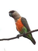 Red-bellied Parrot