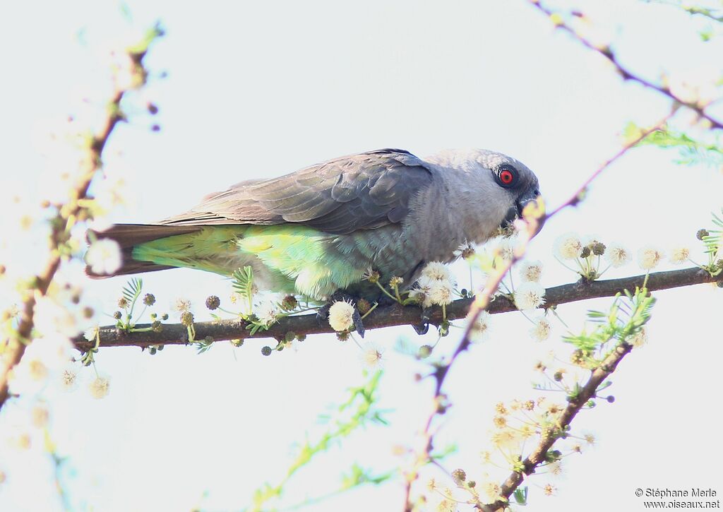 Red-bellied Parrot female adult