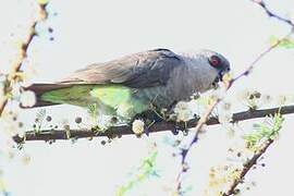 Red-bellied Parrot