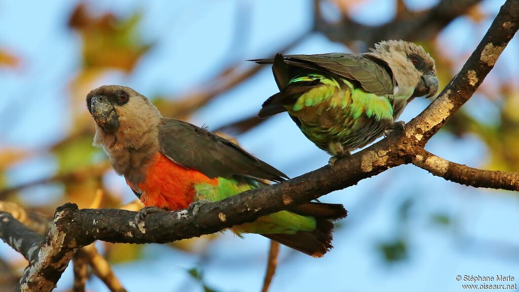 Red-bellied Parrotadult