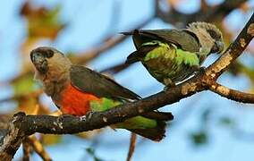 Red-bellied Parrot