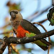 Red-bellied Parrot