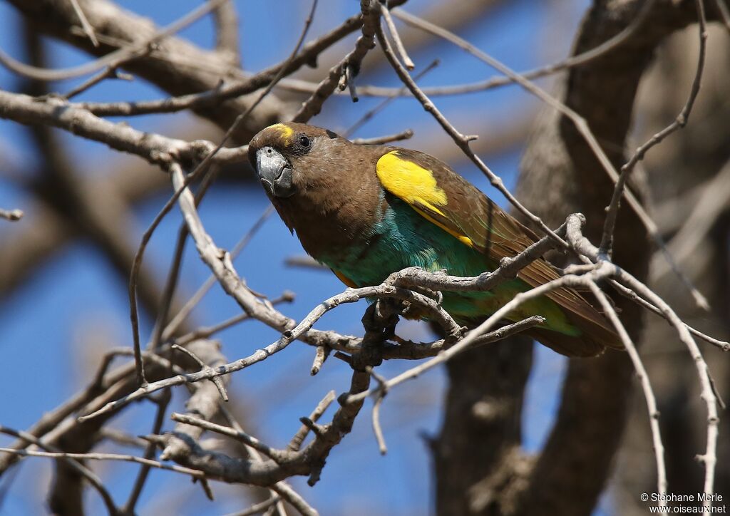 Meyer's Parrotadult