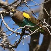 Meyer's Parrot