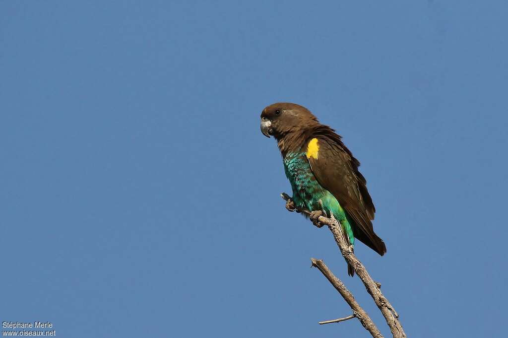 Meyer's Parrotadult