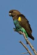 Meyer's Parrot