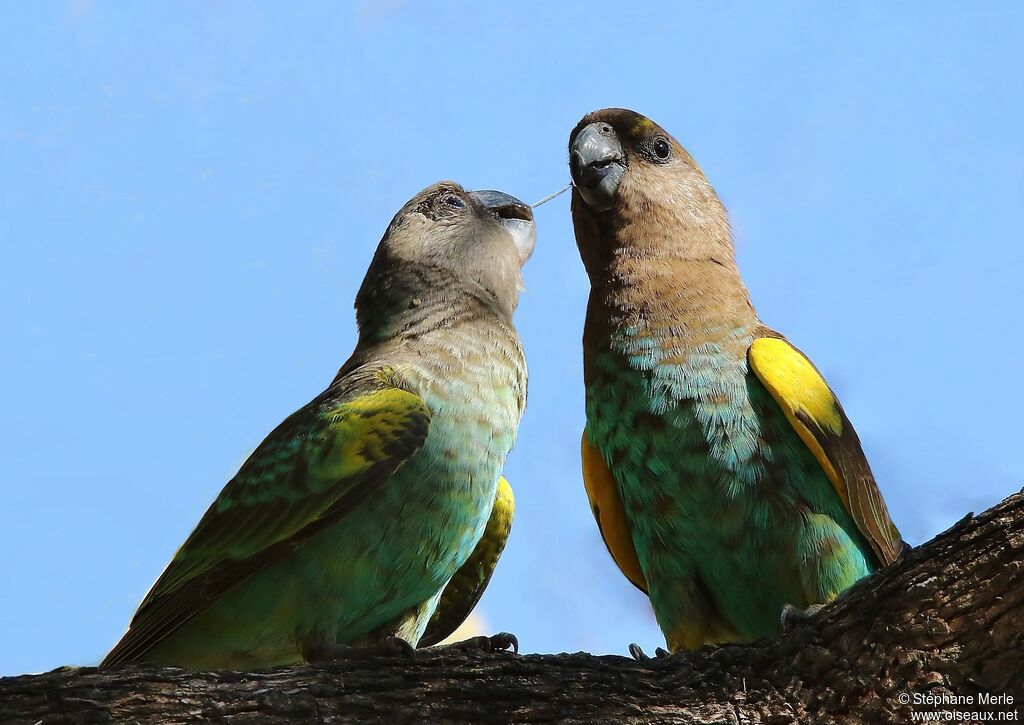 Meyer's Parrot