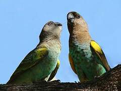 Meyer's Parrot