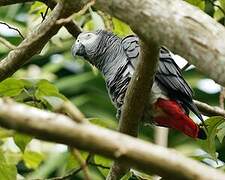 Grey Parrot