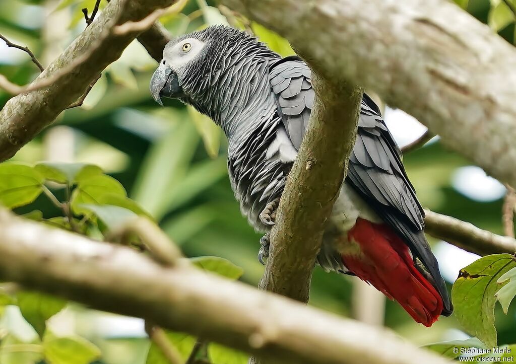 Grey Parrotadult