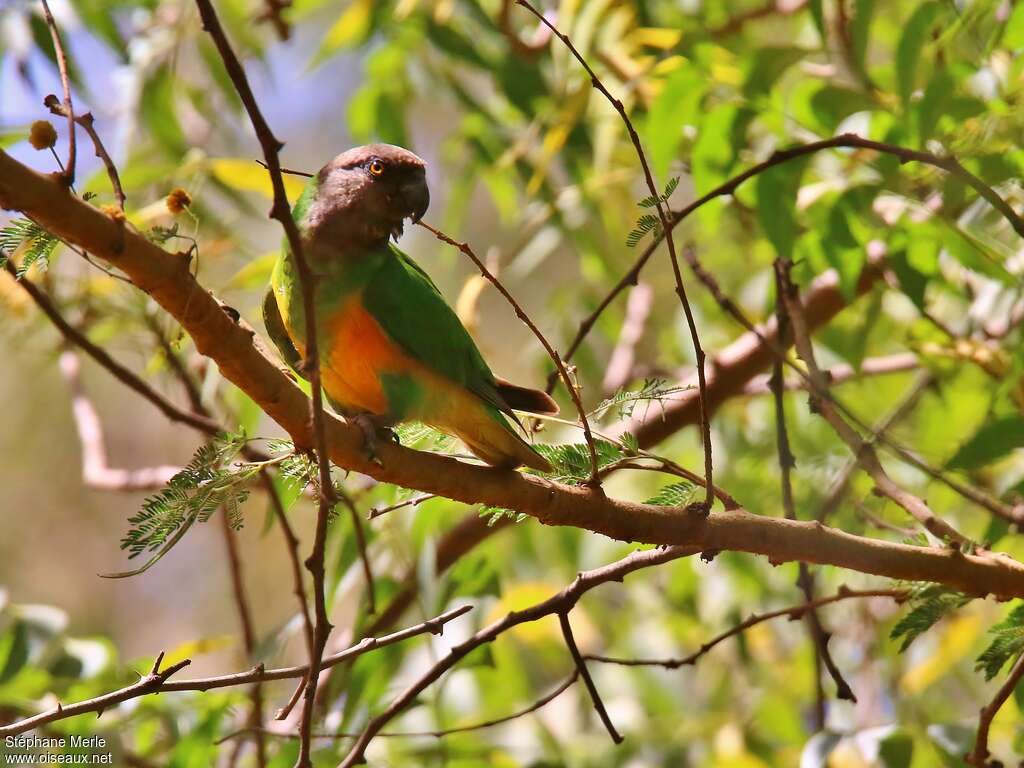 Senegal Parrotadult, identification