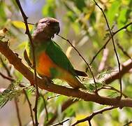 Senegal Parrot