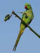 Rose-ringed Parakeet