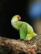 Rose-ringed Parakeet