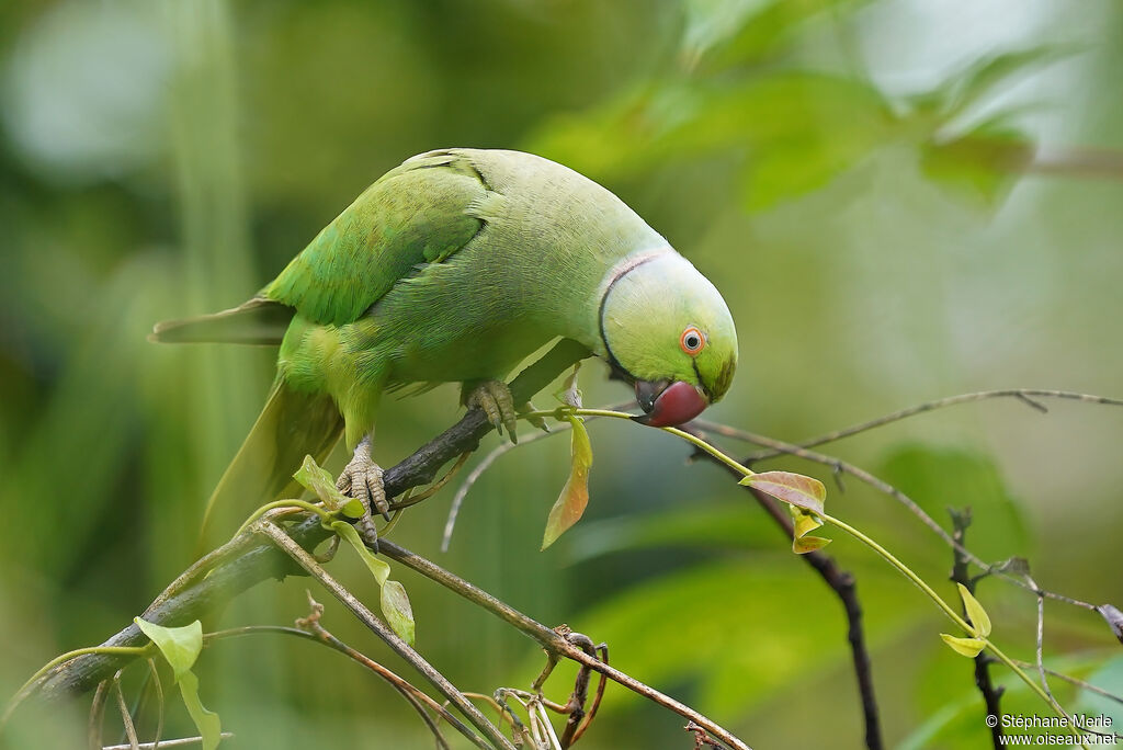 Rose-ringed Parakeet