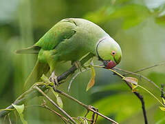 Rose-ringed Parakeet