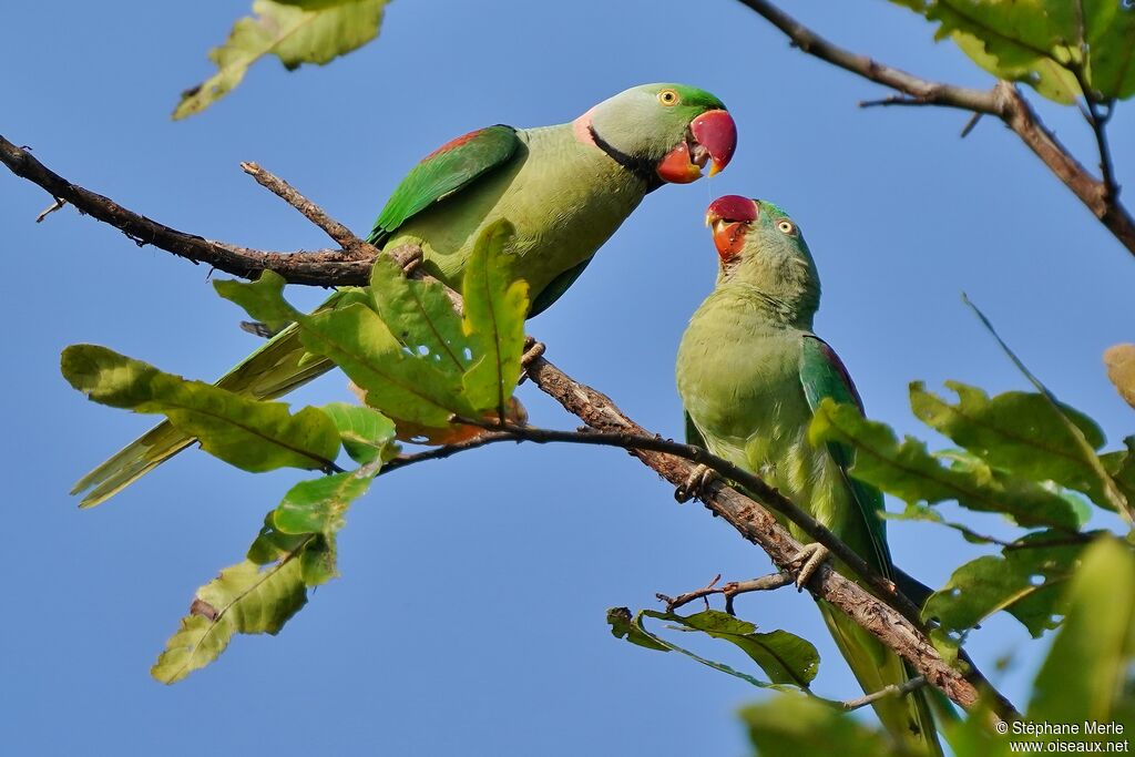 Alexandrine Parakeetadult