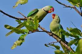 Alexandrine Parakeet