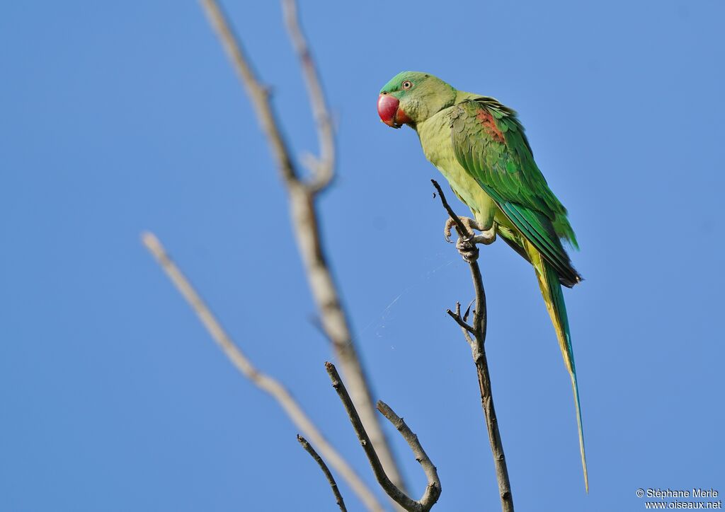 Alexandrine Parakeetadult