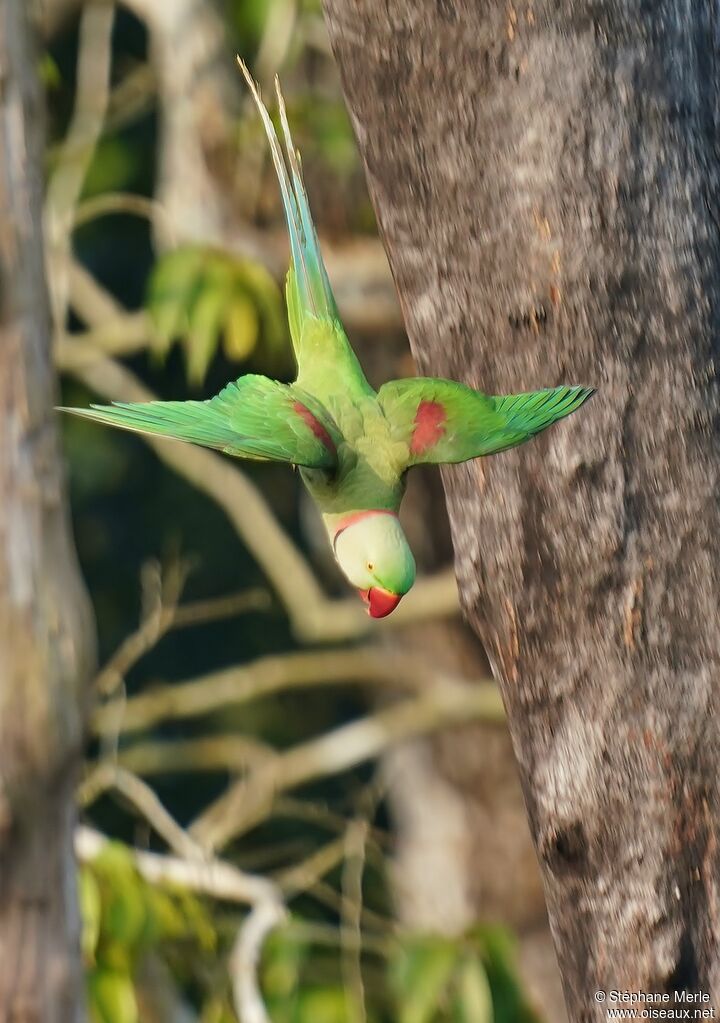 Alexandrine Parakeetadult