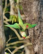 Alexandrine Parakeet