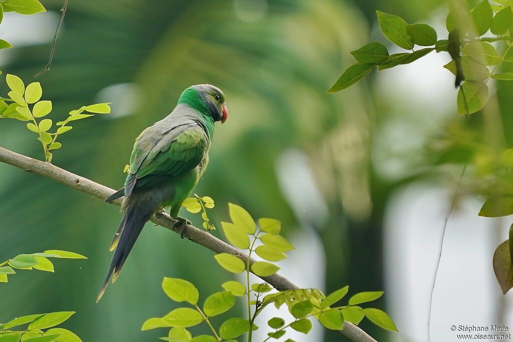 Layard's Parakeet male adult