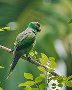 Layard's Parakeet