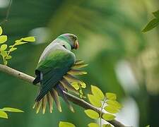 Layard's Parakeet