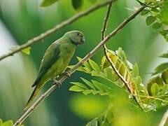 Layard's Parakeet