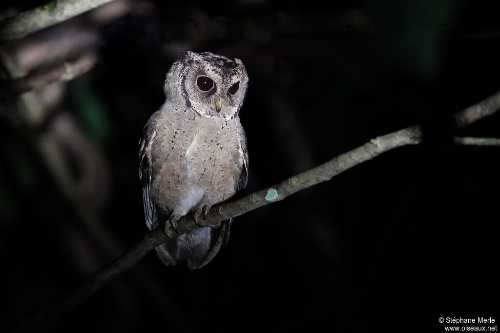 Collared Scops Owladult