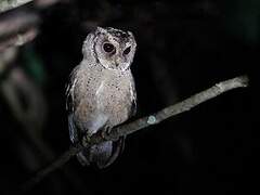 Collared Scops Owl