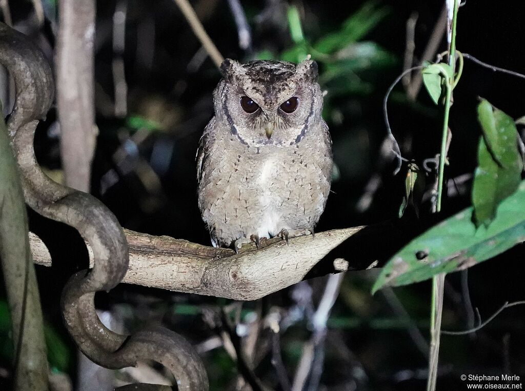 Collared Scops Owladult