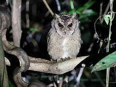 Collared Scops Owl