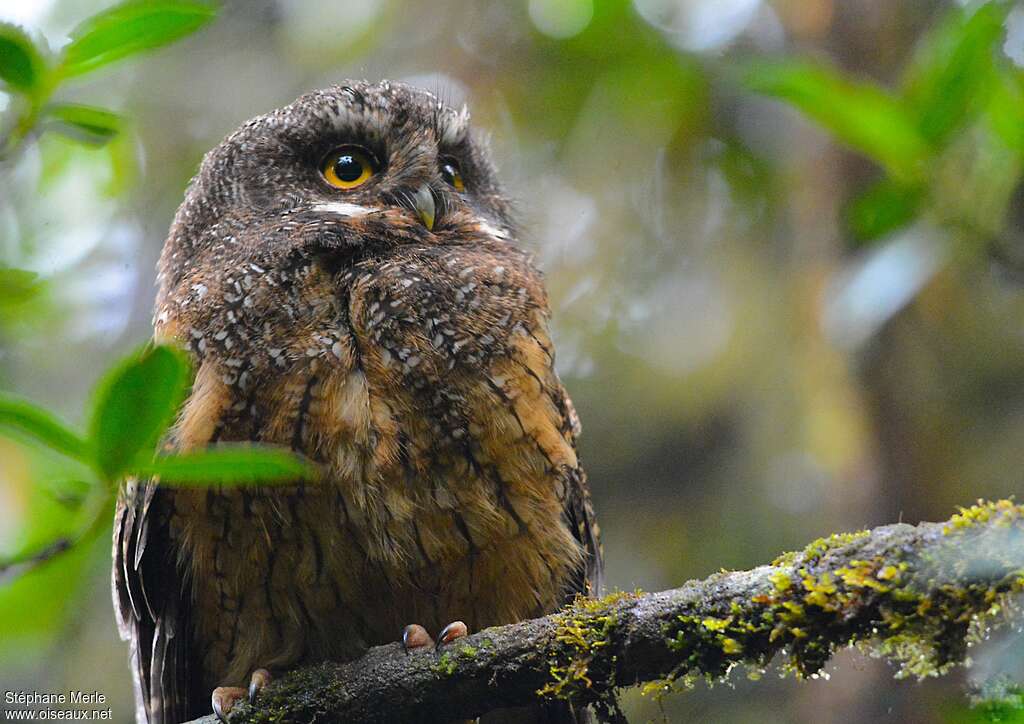 White-throated Screech Owl, identification