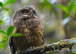 White-throated Screech Owl