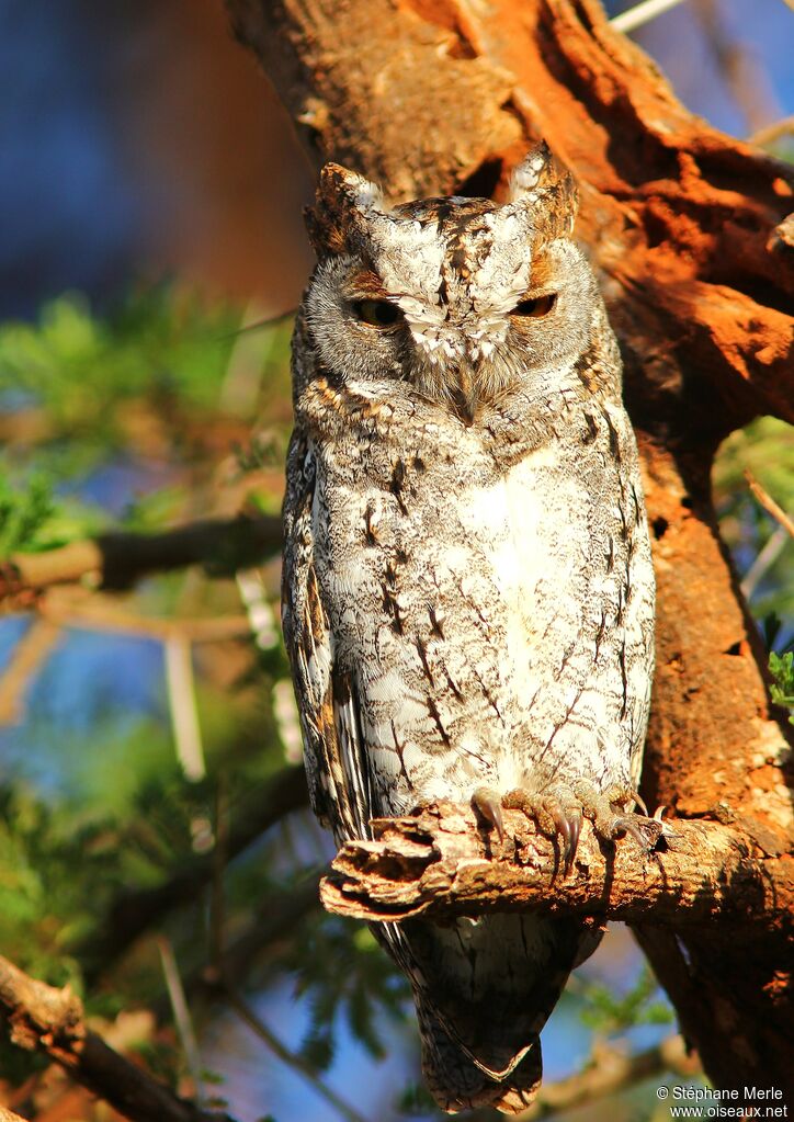 African Scops Owladult