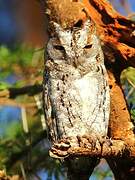 African Scops Owl