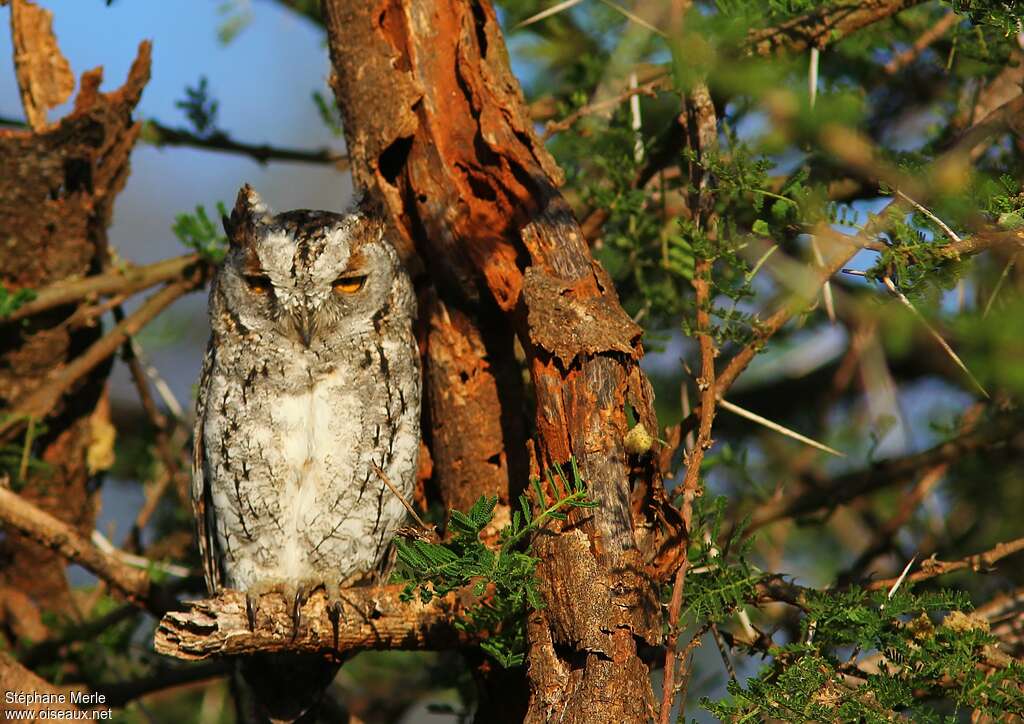 African Scops Owladult, identification