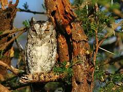 African Scops Owl