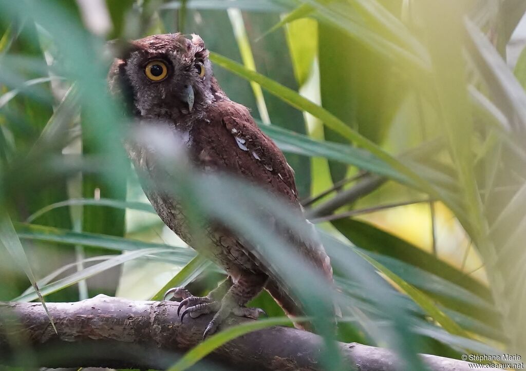 Tropical Screech Owl