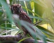 Tropical Screech Owl