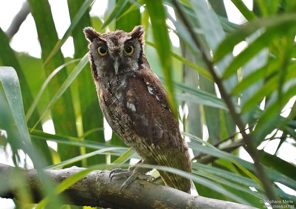 Tropical Screech Owladult