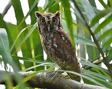 Tropical Screech Owl